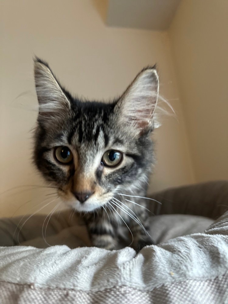 Cosmo