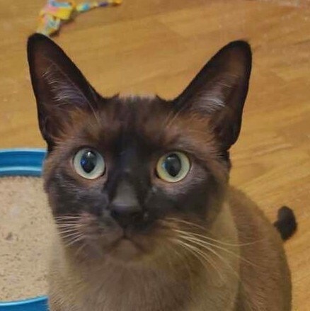 Ms Kitty
