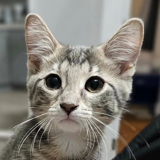 Mochi