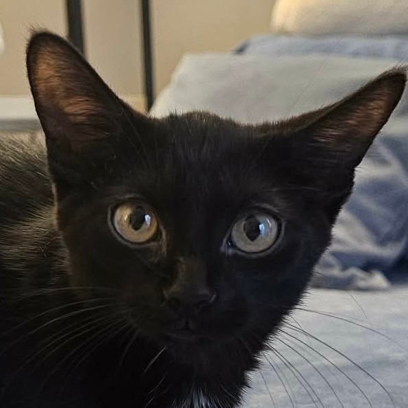 Sesame