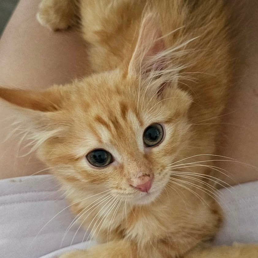 Simba