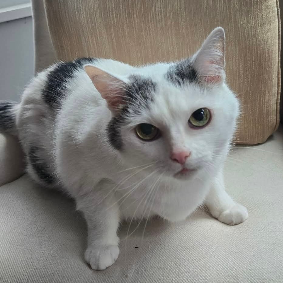 Kitty