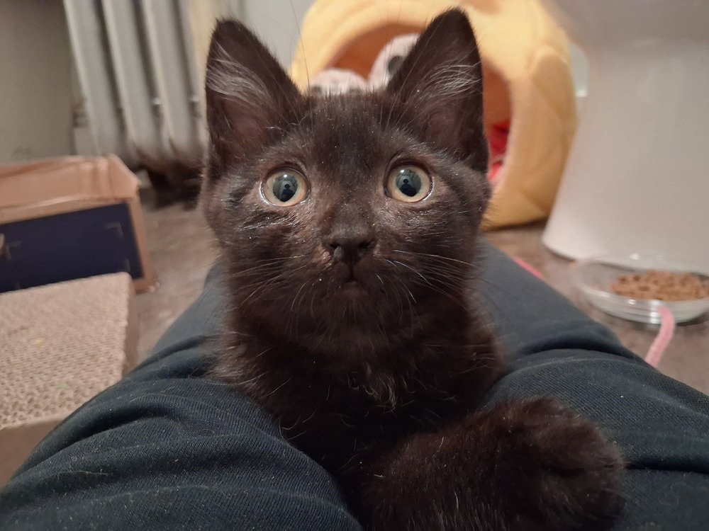 Harriet
