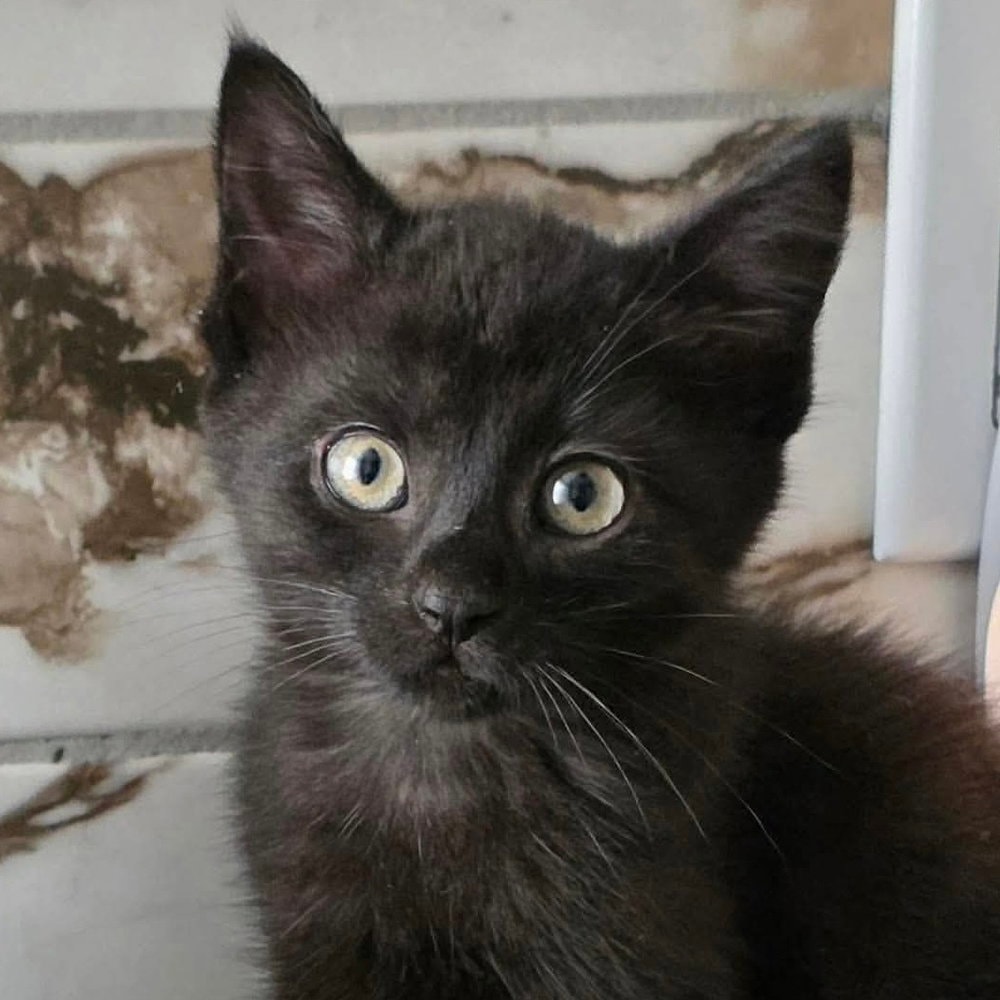 Tuna Aka Jerry