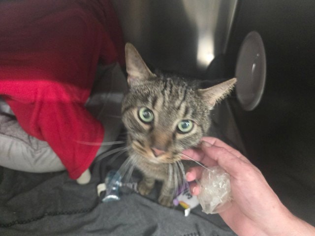 Buddy