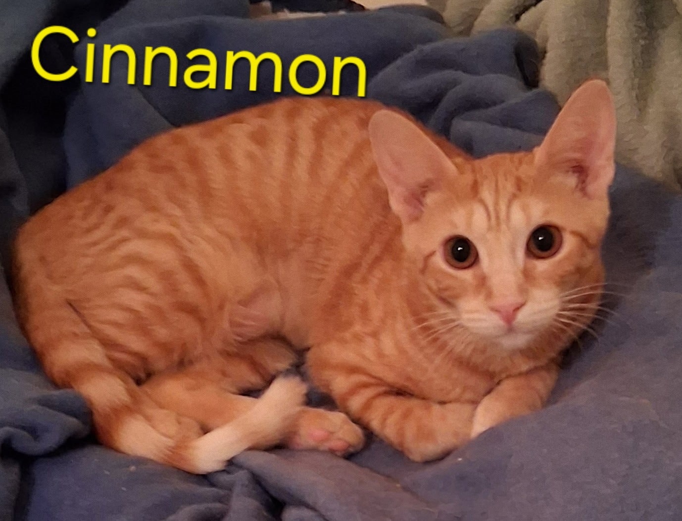 Cinnamon