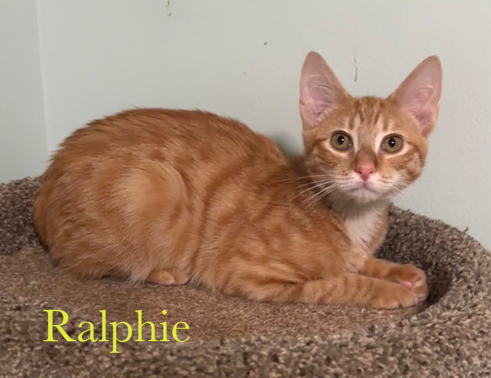 Ralphie