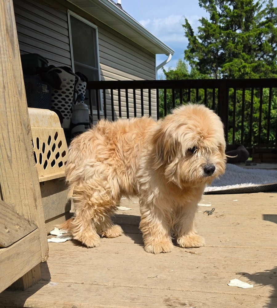 Odie Tzu