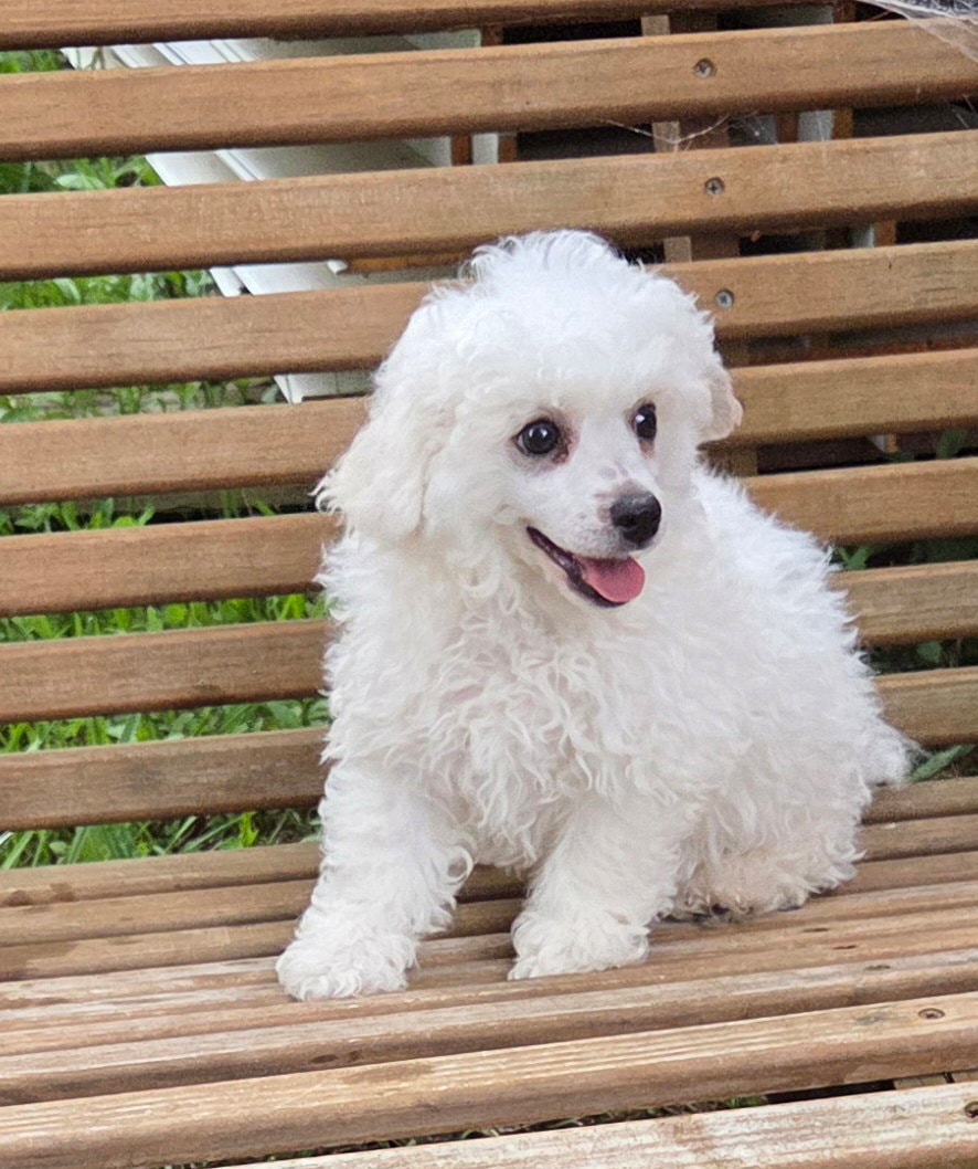 Bichon