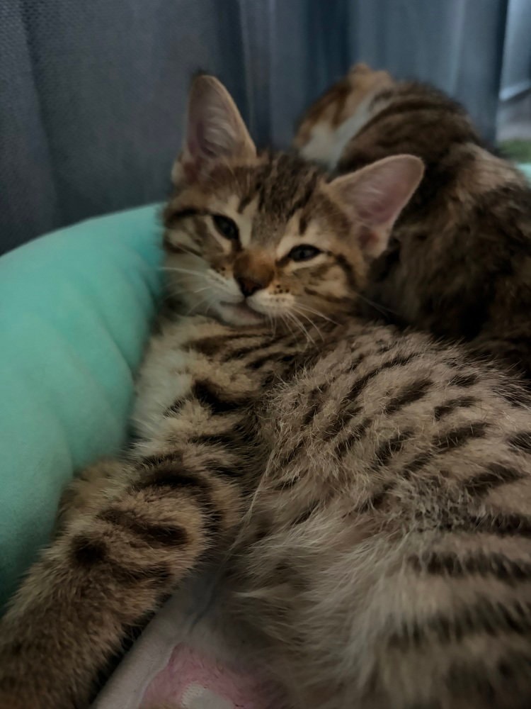 Katara