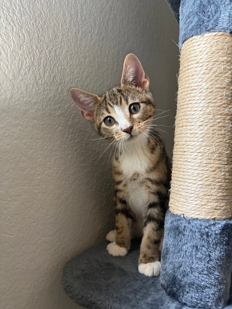 Sokka