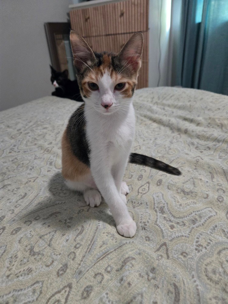 Talia