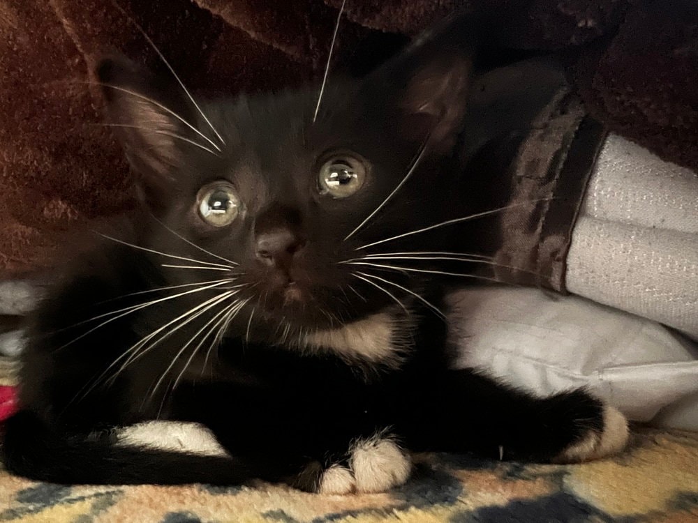 Luke Skywhisker