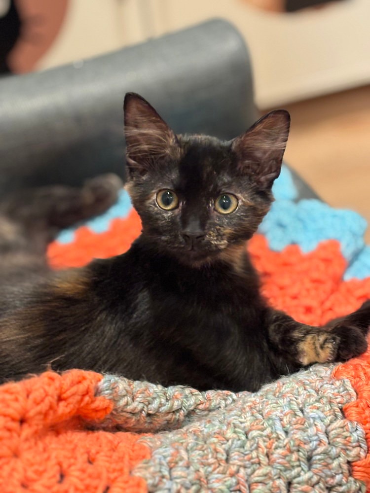 Seraphina