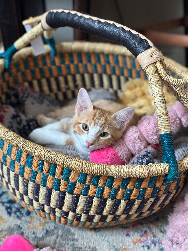 Mango