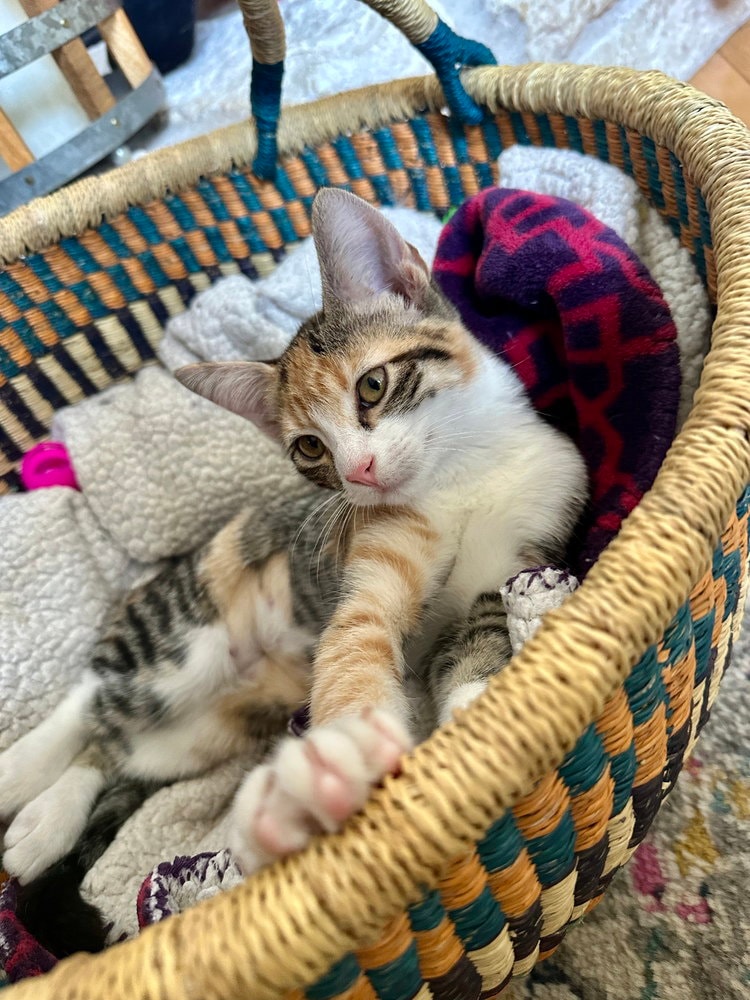 Fig