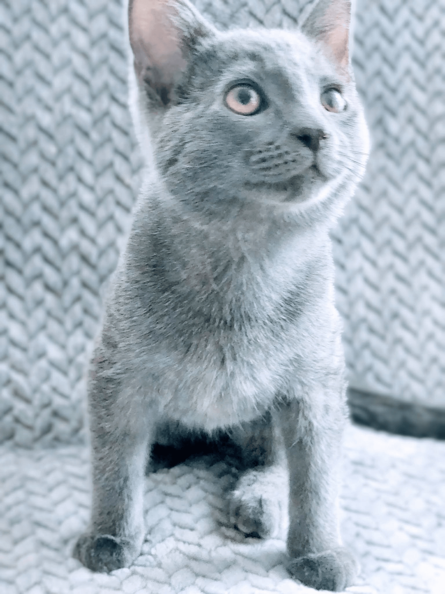 Scooter Bonded With Tooter