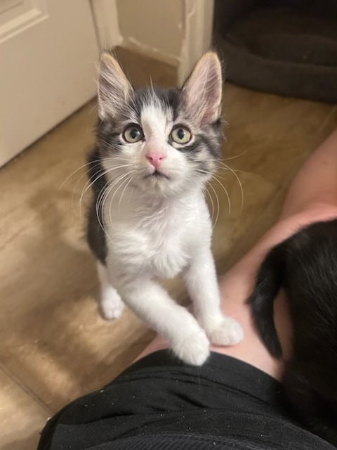 Alfalfa