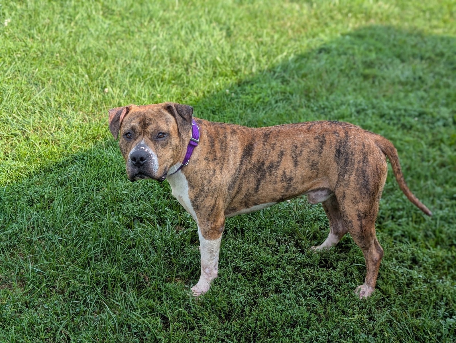 Romeo