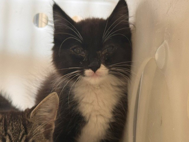 Mr Whiskers