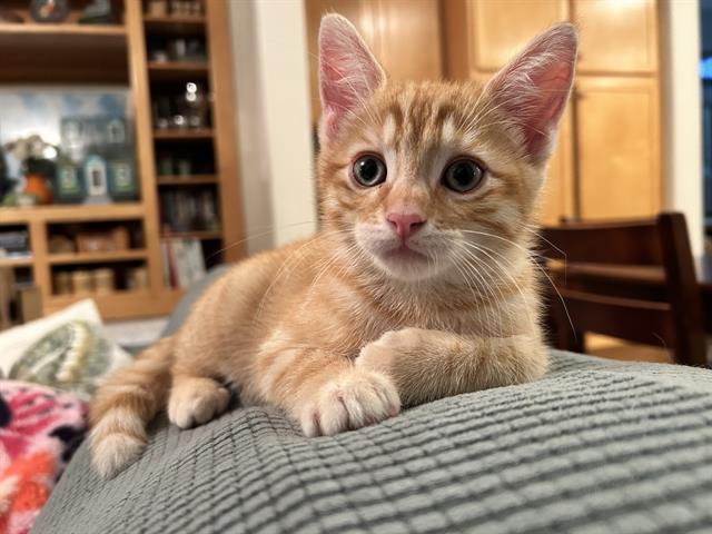 Auggie