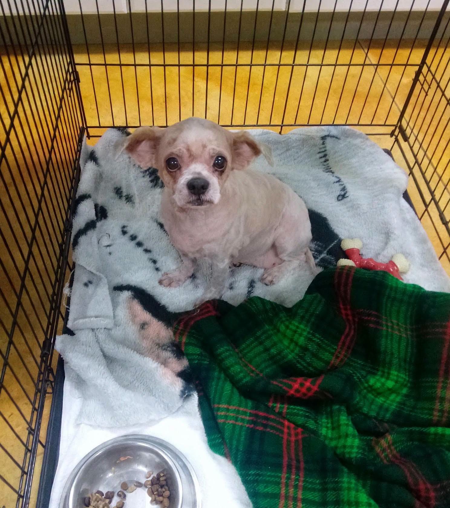 Glenda Senior Dog - Fee Waived