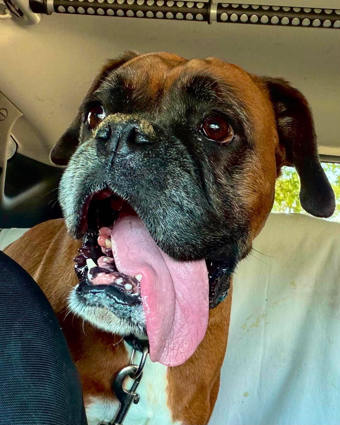 Mia Needs Foster