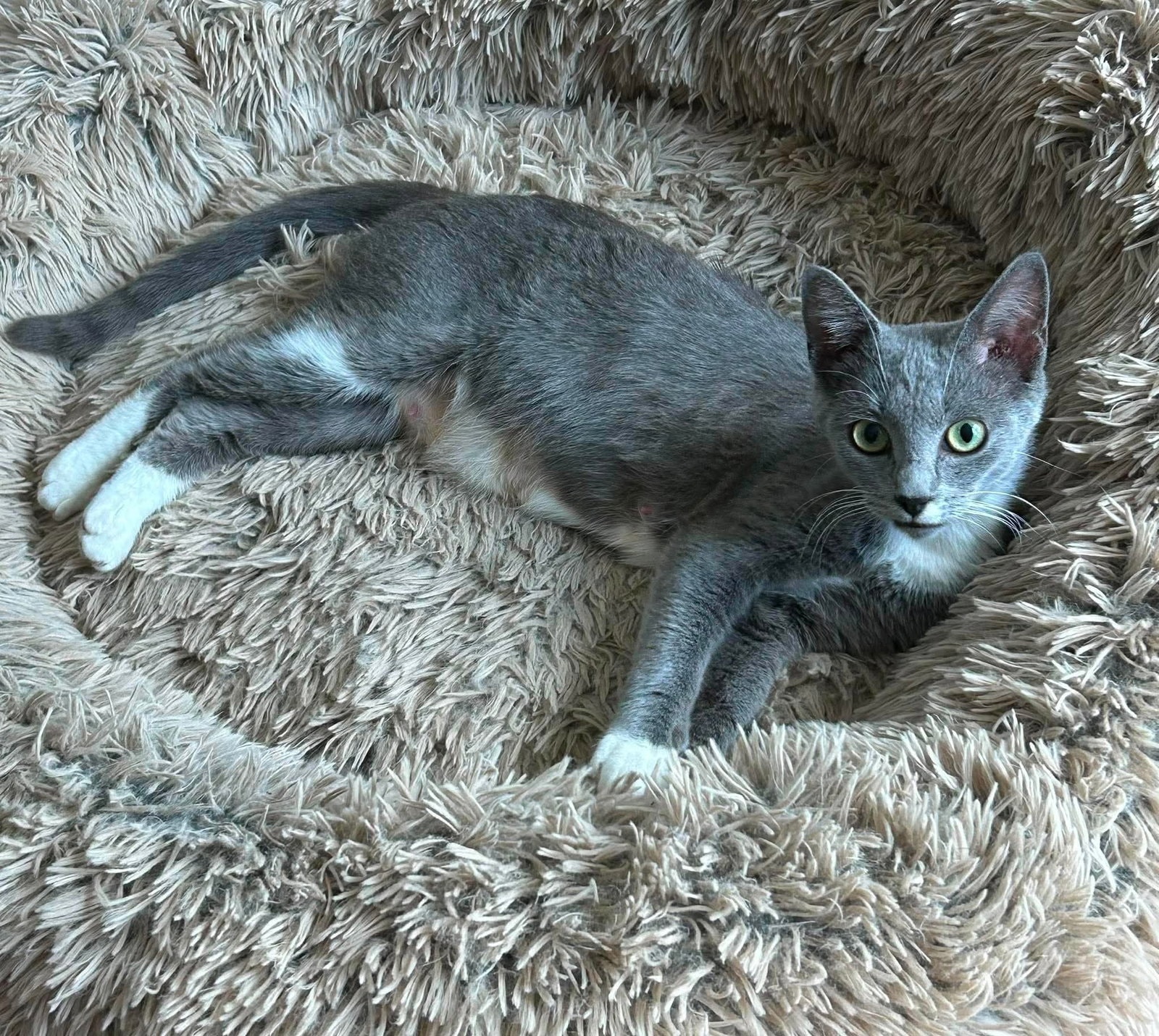 Sweet Pea