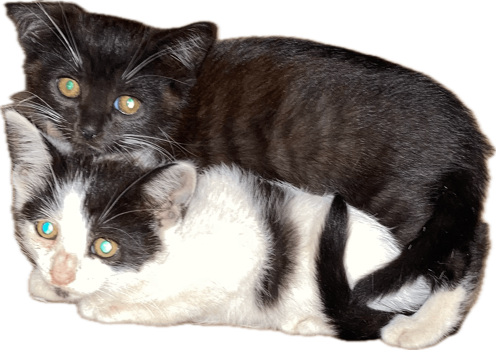 Wilson Kids Bonded In Pairs