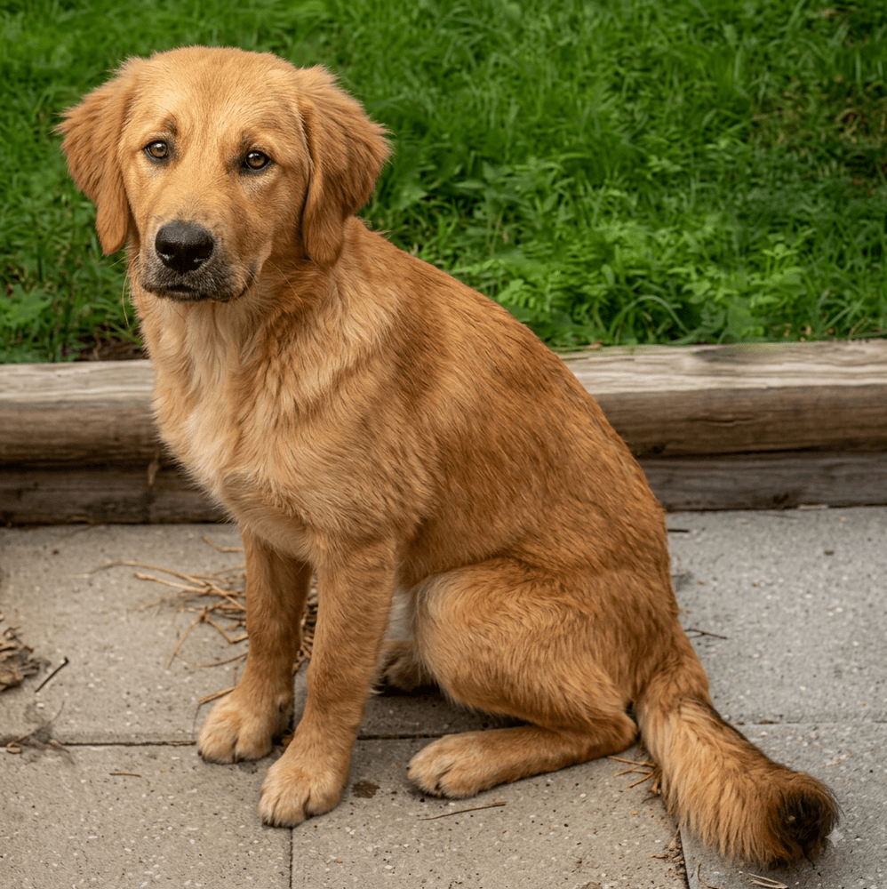 Kiya