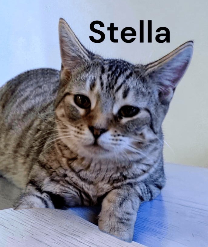 Stella