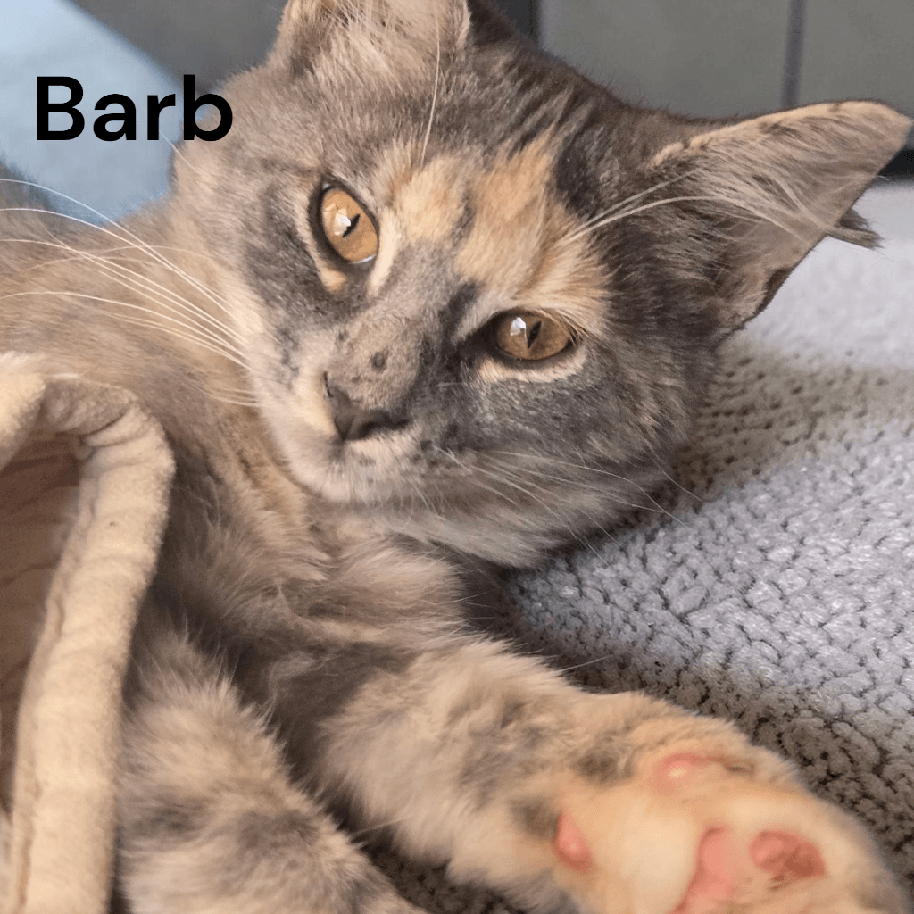Barb