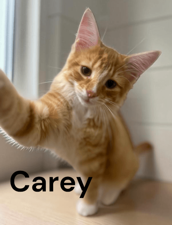 Carey