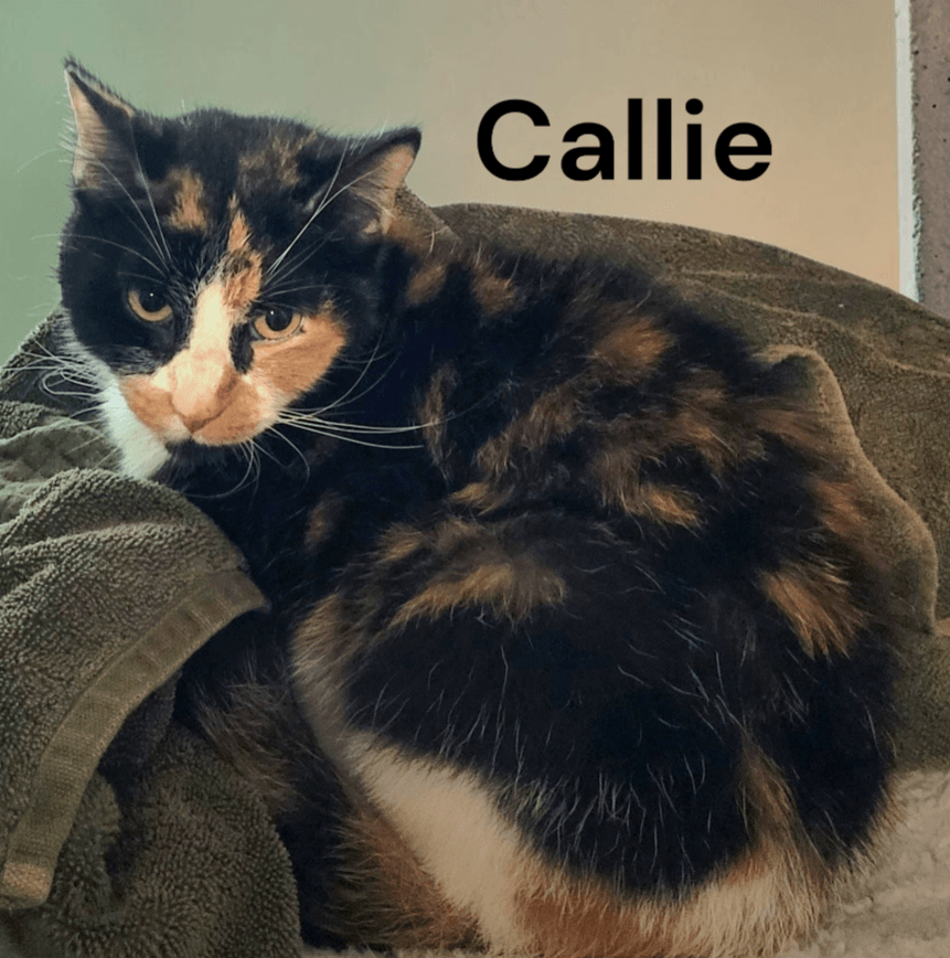 Callie