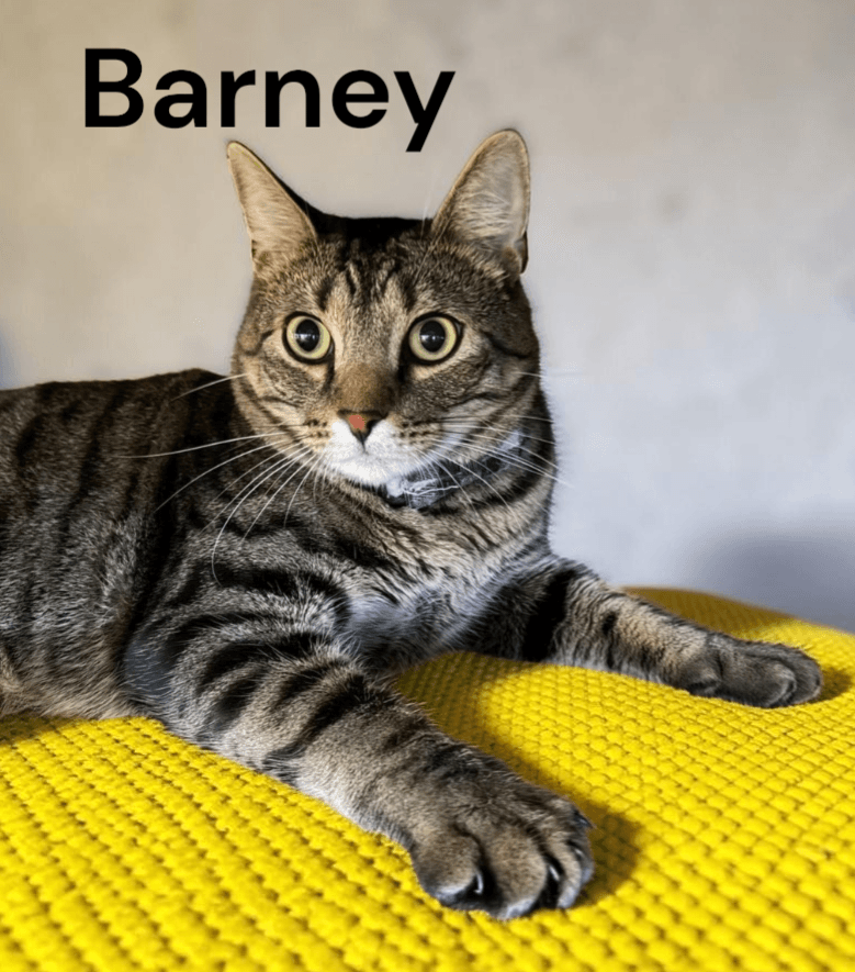 Barney