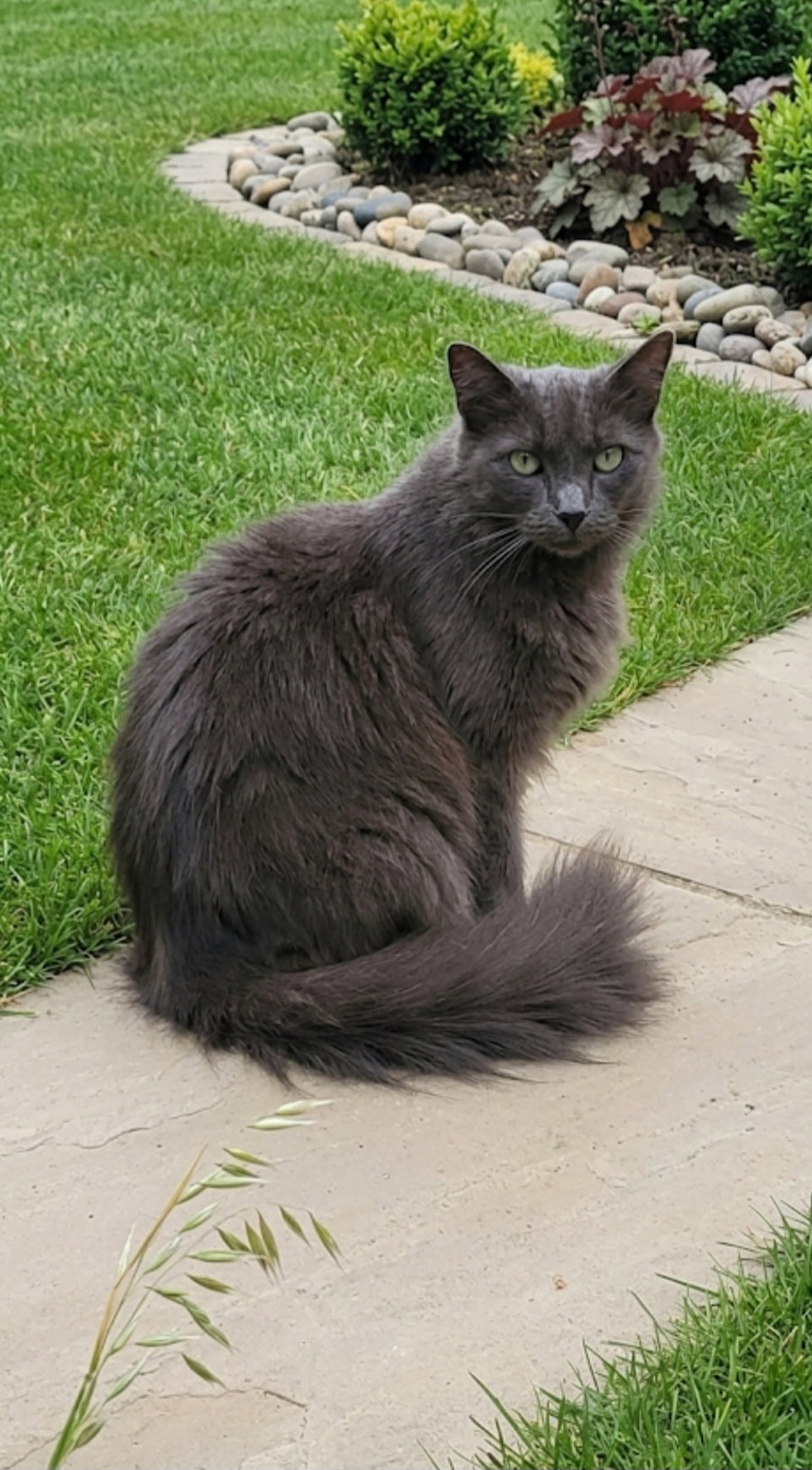 Muffy