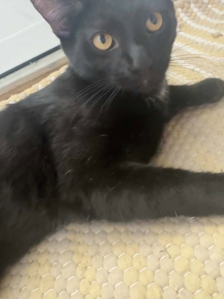 Frankie