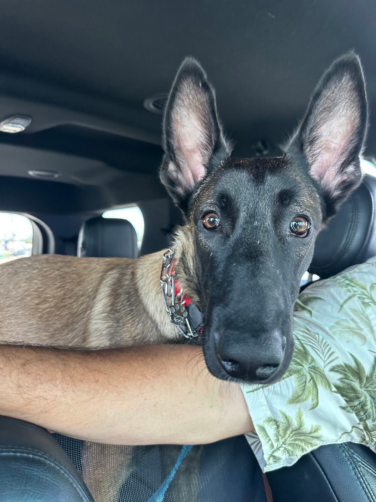Dex - Located In Florida