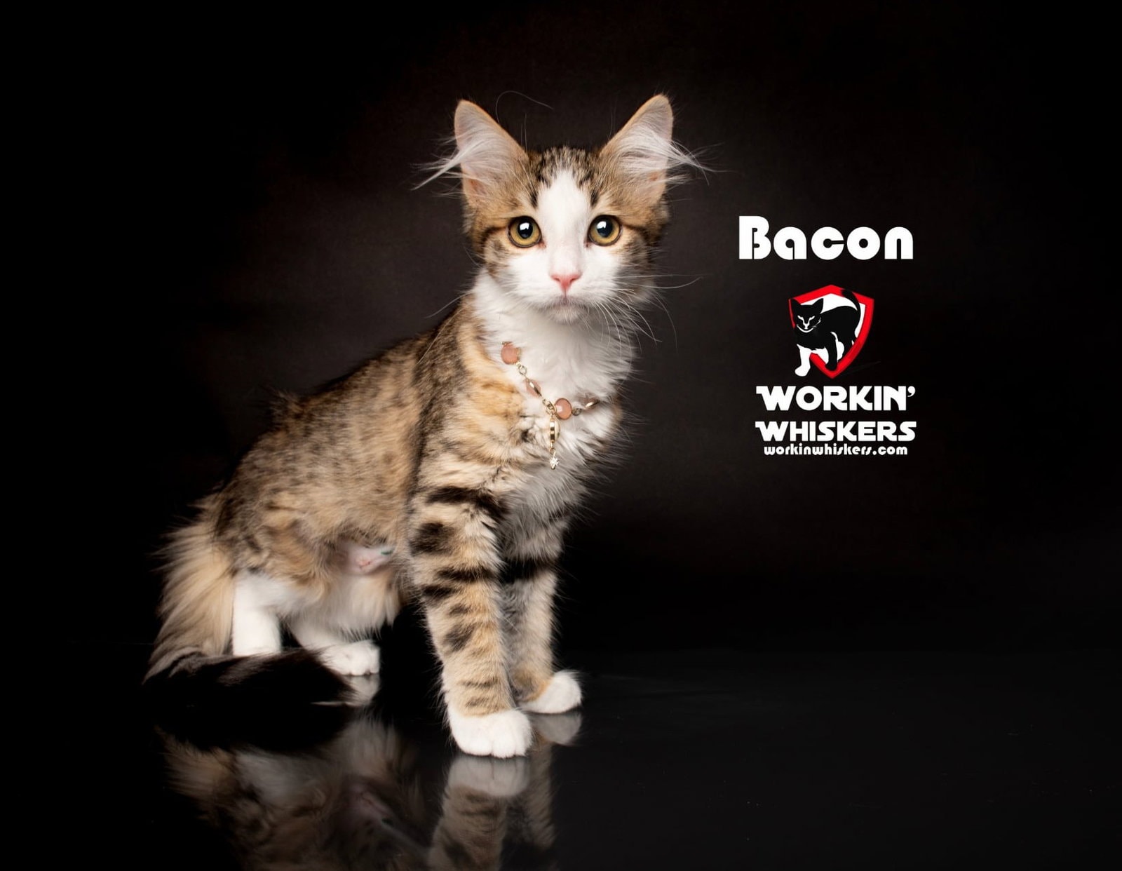 Bacon