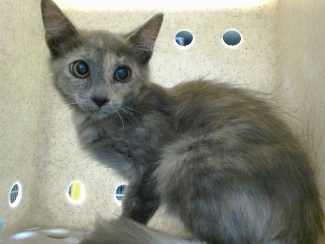 Med Adopt Catherine
