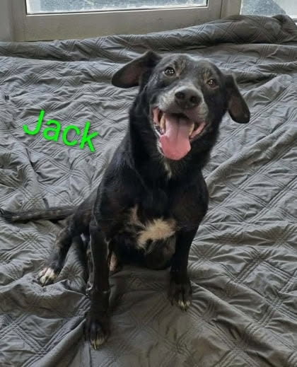 Jack Dixon