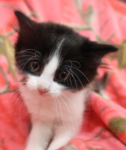 Callie