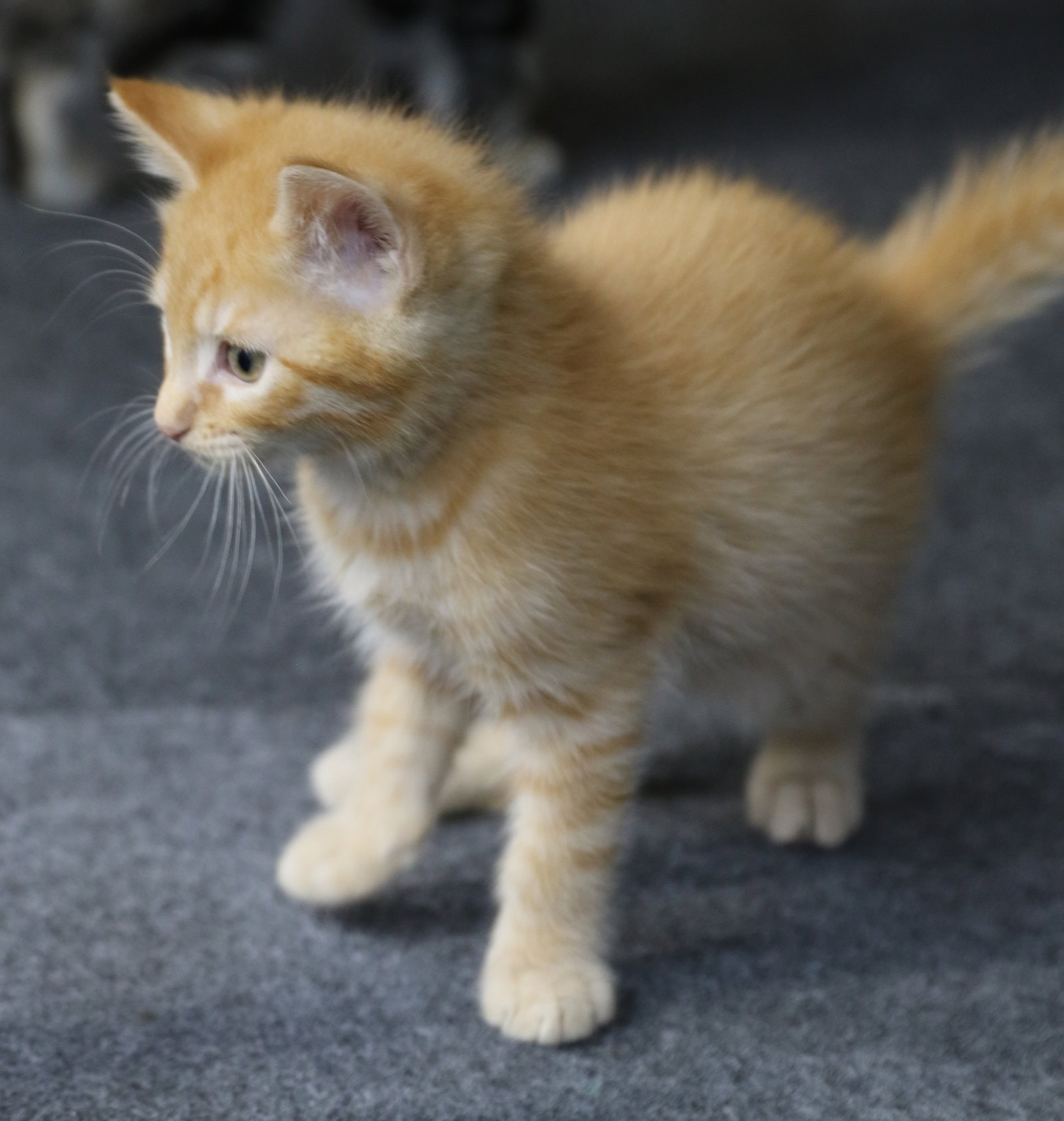 Lil Garfield