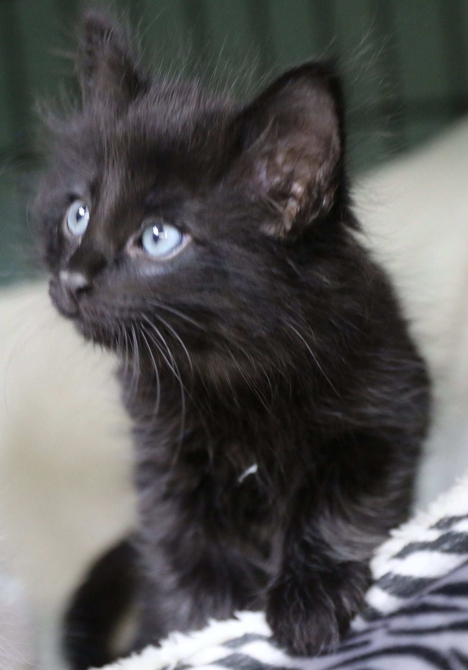 Raja