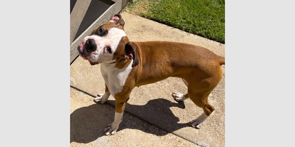 Roxy Vii