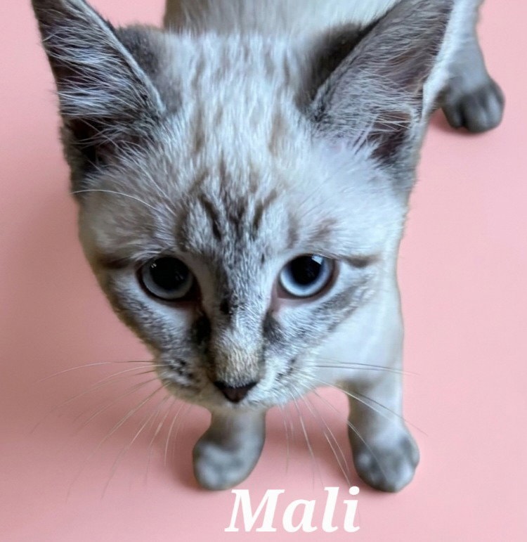 Mali