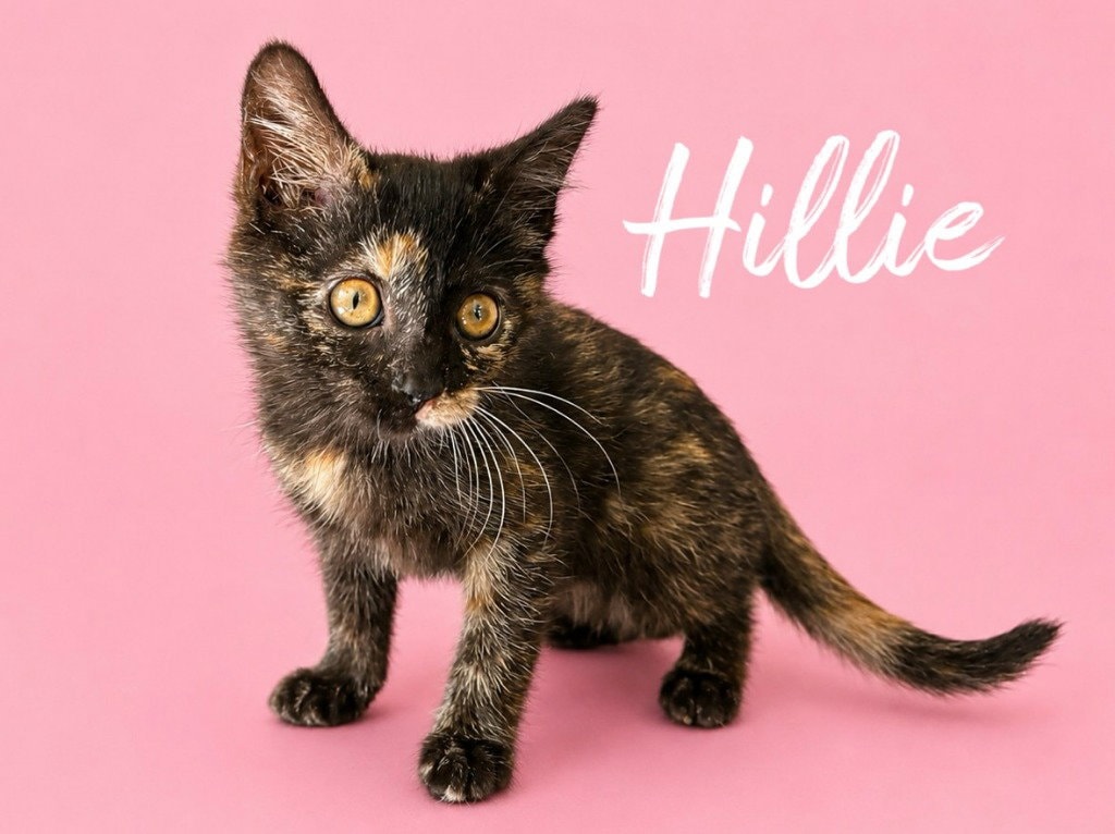 Hillie Courtesy Post