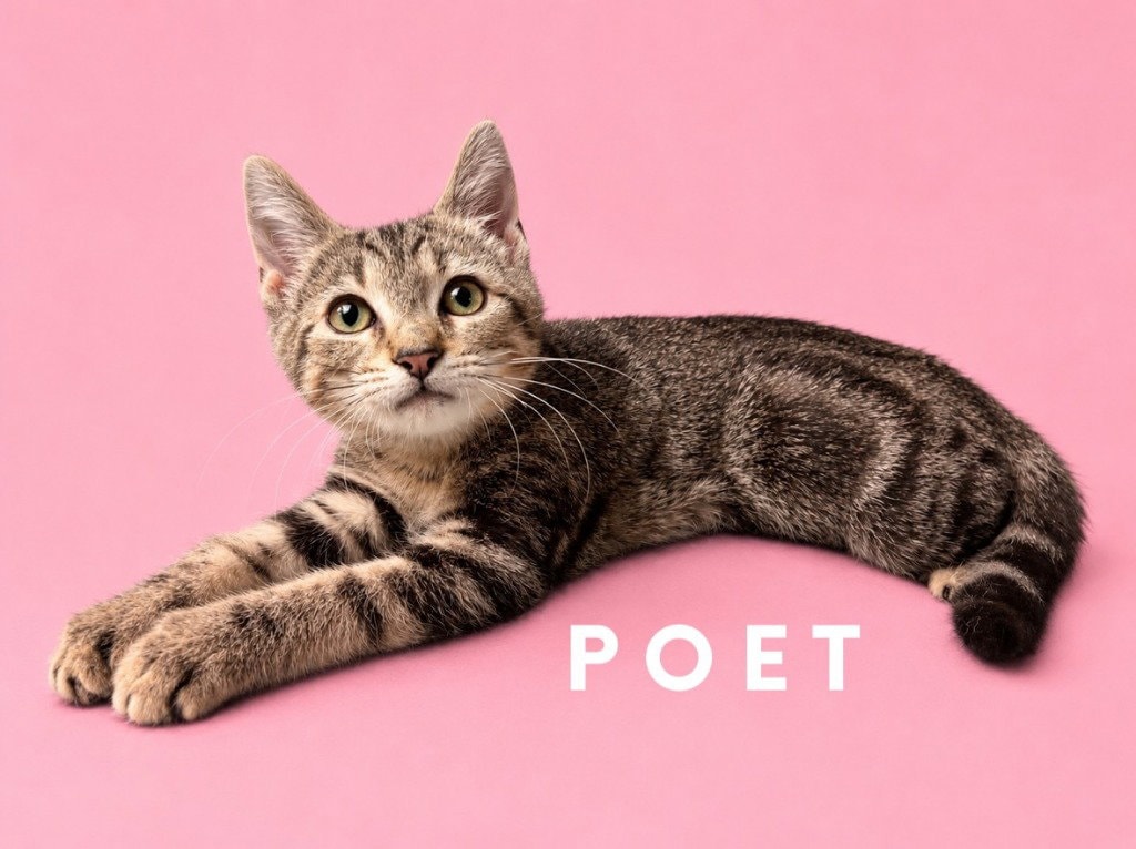 Poet Courtesy Post