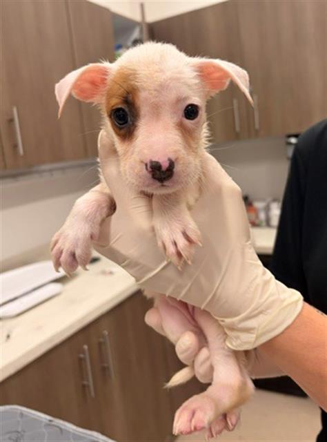 Marcie