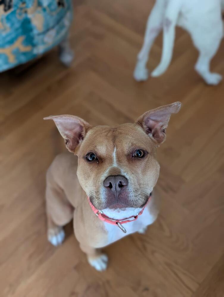 Paloma